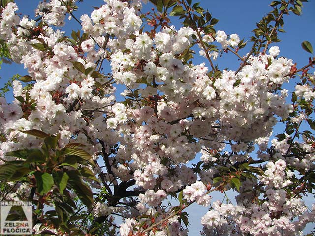 Prunus serrulata japanska trešnja